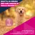 Eukanuba Premium Nutrition Senior Large & Giant Breed Agnello & Riso