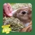 Hand feeds rabbit with food pellet, text in image: Stamping out selective feeding, Muesli Free Co. Hand feeds rabbit with food pellet, text in image: Stamping out selective feeding, Muesli Free Co.