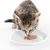 Junge Katze frisst Nassfutter von einem weissen Teller. Zeigt die Verwendung von Katzenfutter.
