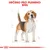 Text: URČENO PRO PLEMENO: BÍGL. Ilustrace psa s náčrtem proporcí, dole červená korunka Royal Canin.