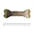 Kauknochen af fiskeskind med grønne ender, længde ca. 12 cm, centimeter-skala synlig.
