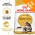 ROYAL CANIN ADULT Maine Coon, crocchetta su misura, sostegno delle articolazioni, Top Seller. Immagine di un gatto Maine Coon sulla confezione. ROYAL CANIN ADULT Maine Coon, crocchetta su misura, sostegno delle articolazioni, Top Seller. Immagine di un gatto Maine Coon sulla confezione.