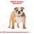 Breed range: Bulldog. Illustration of a bulldog with red text above and sketch lines in the background.