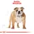 Testo in alto: 'Razza: Bulldog'. Illustrazione di un cane bulldog al centro, con schizzi tecnici sullo sfondo. Logo Royal Canin stilizzato in basso.