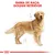 GAMA DE RAÇA: GOLDEN RETRIEVER em letras vermelhas sobre ilustração de um cão Golden Retriever de perfil, com linhas de esboço visíveis ao redor do corpo.