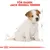 Text: För rasen: Jack Russell Terrier. Illustration av en sittande hund med skissade måttlinjer runt kroppen.