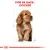 Illustration d’un chien avec le texte visible : TYPE DE RACE : COCKER
