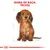 Ilustração de cão com texto visível: GAMA DE RAÇA: TECKEL. Esboço técnico ao fundo destaca proporções do corpo do cão.