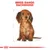 Εικόνα σκύλου με κείμενο BREED RANGE: DACHSHUND επάνω. Σχέδιο σώματος ράτσας dachshund με διαστάσεις γύρω από το περίγραμμα.