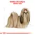 GAMA DE RAÇA: SHIH TZU em letras vermelhas acima de ilustração de um cão Shih Tzu com pelo comprido e laço vermelho na cabeça. Logótipo Royal Canin visível em baixo.