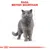 Ilustración de un gato gris con el texto visible: RAZA: BRITISH SHORTHAIR.