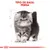 Texto: TIPO DE RAZA: PERSA. Imagen de un gato persa gris con fondo blanco y líneas de boceto. Logotipo de Royal Canin en la parte inferior.