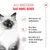 Royal Canin Kitten i saus
