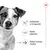 Royal Canin Mini Ageing Mousse Royal Canin Mini Ageing Mousse