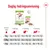 Daglig fodringsanvisning for Royal Canin XS x-small adult: tabel med anbefalet mængde tør- og vådfoder pr. hundevægt (1 kg, 2,5 kg, 4 kg) og aktivitetsniveau.