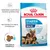 Royal Canin Starter Mother & Babydog Maxi 1–2 months. Understøtter et sundt helbred hos tæven og hendes hvalpe. Kan bidrage til et stærkt immunforsvar. Oplødelig foderpille. Royal Canin Starter Mother & Babydog Maxi 1–2 months. Understøtter et sundt helbred hos tæven og hendes hvalpe. Kan bidrage til et stærkt immunforsvar. Oplødelig foderpille.