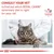 CONSULT YOUR VET to find out which ROYAL CANIN veterinary diet is right for your cat. VETERINARY NUTRITION. Text på engelska, katt hos veterinär.