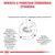 Wiedza u podstaw zdrowego żywienia. Wysokostrawne składniki, odpowiedni poziom elektrolitów, kwasy omega-3 (EPA+DHA), witaminy E i C, tauryna, wysoka smakowitość.