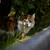 Virbac Veterinary HPM Cat Urology Water Intake & Behaviour U3 Virbac Veterinary HPM Cat Urology Water Intake & Behaviour U3