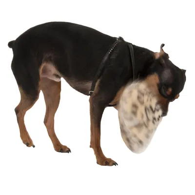Hond met zwart tuigje speelt met beige-zwart gemêleerd speelgoed.