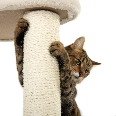 Braun getigerte Katze kratzt an einem Sisal-Kratzbaum mit beigem Plüschaufsatz.
