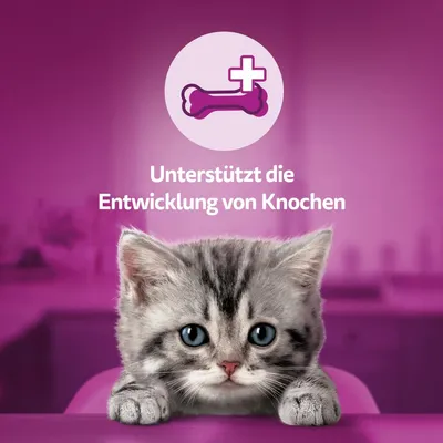 Unterstützt die Entwicklung von Knochen. Abgebildet ist ein Kätzchen vor einem lila Hintergrund.
