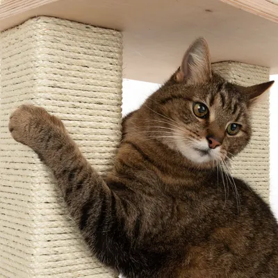 Gato atigrado apoyado en poste rascador cuadrado de sisal beige con base y estante de madera clara visibles.