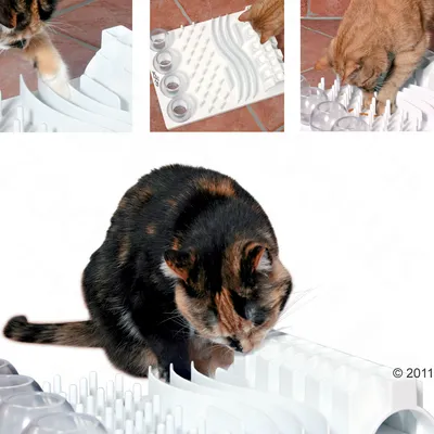 Chats utilisant un plateau interactif blanc avec différents modules et obstacles pour accéder à la nourriture ou aux friandises, surface en plastique visible.
