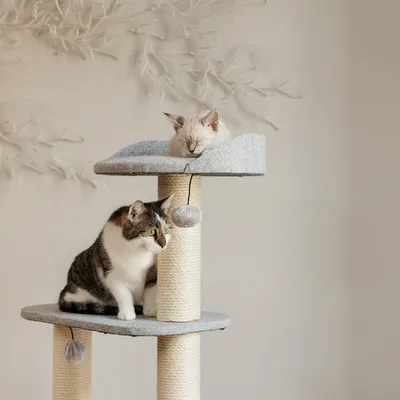 Kratzbaum mit zwei Ebenen, Sisalstämmen und grauen Liegeflächen. Zwei Katzen, eine schlafend oben und eine sitzend unten, sowie hängendes Spielzeug sichtbar.