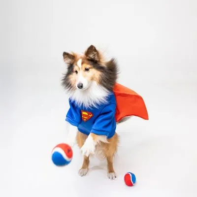 DC Superman hondenkostuum