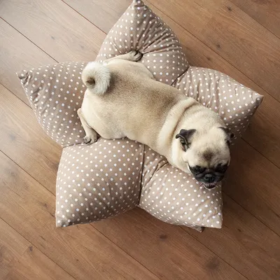 Aumüller Stjernepute