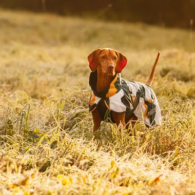 Dog outdoors wearing a multicoloured dog jacket from Rukka, suitable for cold weather conditions.