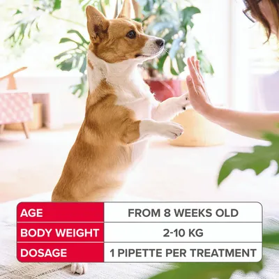Age: from 8 weeks old, body weight: 2-10 kg, dosage: 1 pipette per treatment.