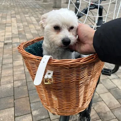 Aumüller Hondenfietsmand voor Bagagedrager met Tralies