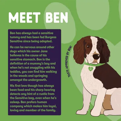 Text: Meet Ben. Ben has a sensitive tummy and eats Burgess Sensitive. He is nervous around other dogs, loves food, prefers human company, and is loyal, loving, and part of the family.