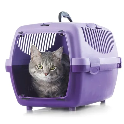 Grey tabby cat sitting inside a purple plastic pet carrier with ventilation slits and a handle on top, showing the carrier in use.