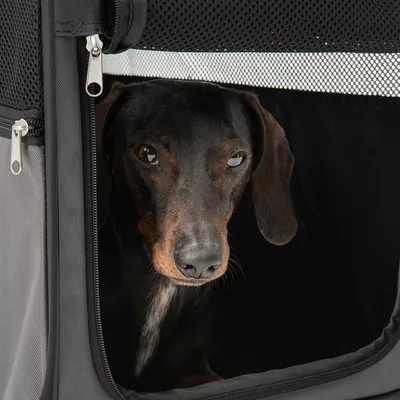 Cane in una borsa da trasporto con finestra a rete e cerniera, adatta per un trasporto sicuro.