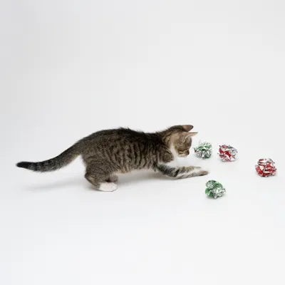Chaton tigré jouant avec quatre balles froissées en aluminium vert et rouge, présentées sur fond blanc.
