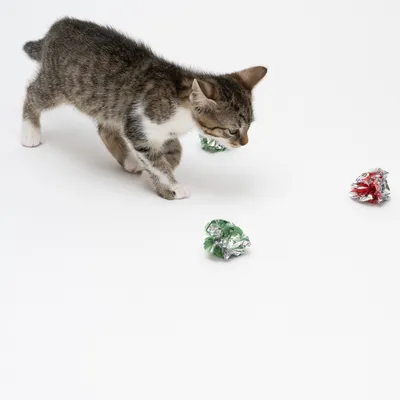 Chaton tigré jouant avec trois balles froissées en papier aluminium vert et rouge sur fond blanc. Les matériaux visibles sont le papier aluminium.