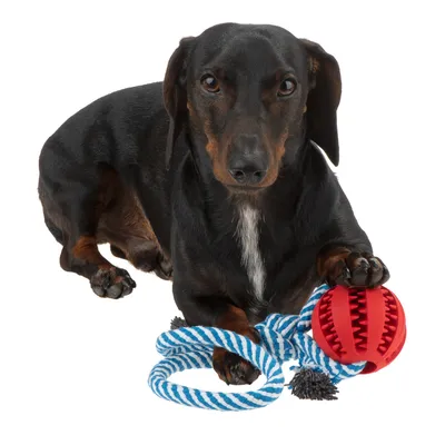 Fekete kutya piros labdajátékkal és kék-fehér kötéllel. A játék recés felületű rágáshoz.