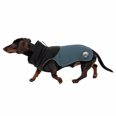 Dackel trägt eine dunkelgraue Hundejacke mit schwarzem Kragen und reflektierenden Details. Logo auf der Seite: 'Mountain Peak'.