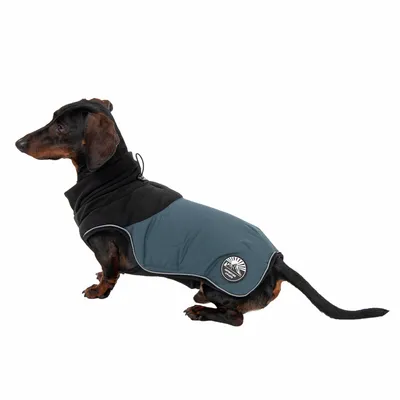 Dog wearing a fitted coat with high neck and reflective badge, demonstrating how the garment covers the body for warmth and visibility.