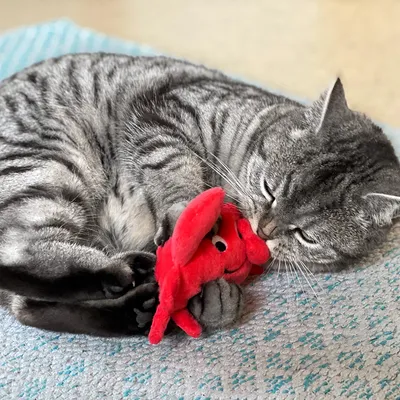 Chat tigré allongé sur un tapis bleu, tenant et mordillant un jouet en peluche rouge en forme d’animal avec des yeux noirs visibles.