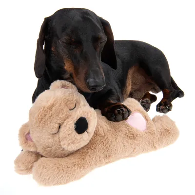 Schwarzer Hund liegt mit geschlossenen Augen auf einem braunen Plüschbären-Spielzeug mit rosa Herzdetail.