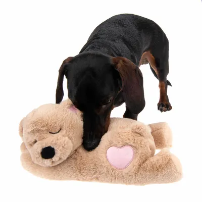 Hund spielt mit einem beigen Plüschbären, der ein rosa Herz auf der Seite hat.
