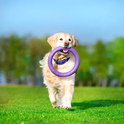 Dog with a purple toy ring outdoors. The ring is labelled 'PET'.