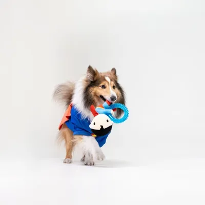 Gioco per cani con anello Warner Bros™ DC Superman