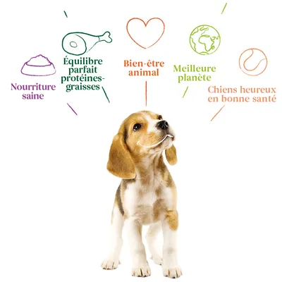 Nourriture saine, équilibre parfait protéines-graisses, bien-être animal, meilleure planète, chiens heureux en bonne santé affichés autour d’un chien assis.