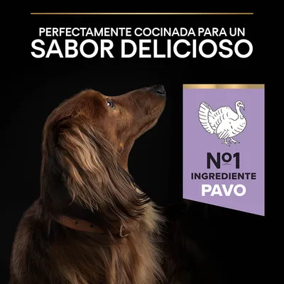 Texto: Perfectamente cocinada para un sabor delicioso. Nº1 ingrediente pavo. Imagen de un perro marrón de pelo largo mirando hacia arriba.