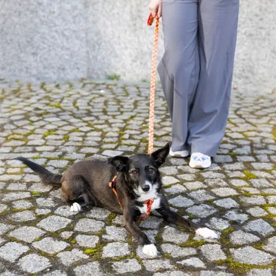 Dog on a red lead with harness, lying on a paved ground next to a person in grey trousers and white shoes.